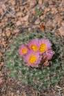 USA, Colorado, Pike National Forest. Mountain ball cactus in bloom. Art Print